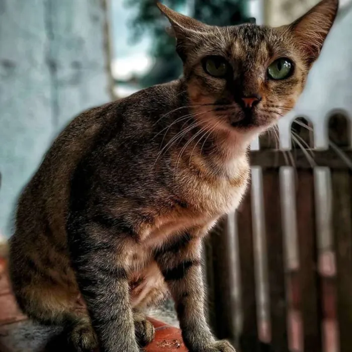 Gato ra a rajada idade 1 ano nome Mamy
