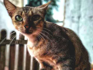 Gato raça rajada idade 1 ano nome Mamy