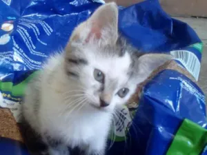 Gato raça Srd idade Abaixo de 2 meses nome Sabrina