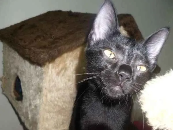 Gato ra a srd idade 2 a 6 meses nome Ivy