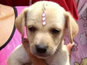 Cachorro raça Vira lata idade Abaixo de 2 meses nome Julia
