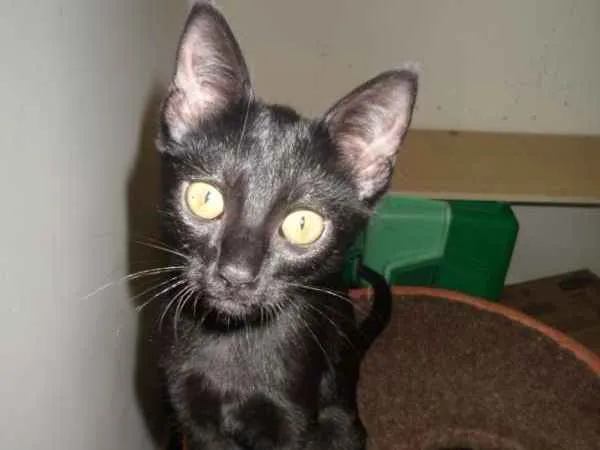 Gato ra a SRD idade 2 a 6 meses nome Isis