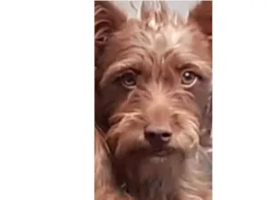 Cachorro raça Mistura de bigol com vira lata idade 7 a 11 meses nome Topper