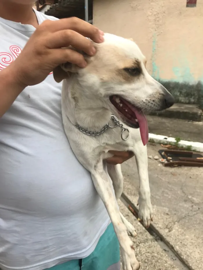 Cachorro ra a  idade 1 ano nome desconhecida