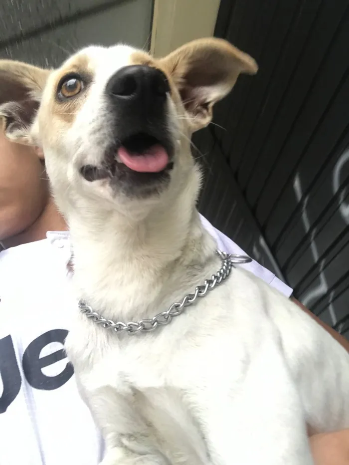 Cachorro ra a  idade 1 ano nome desconhecida