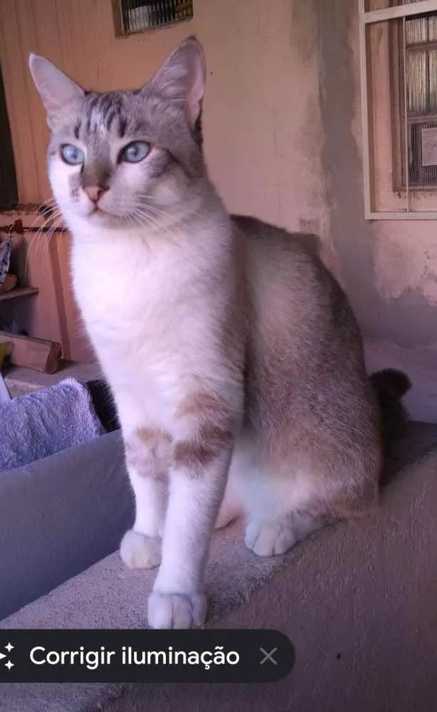 Gato raça SRD idade 2 anos nome Nero
