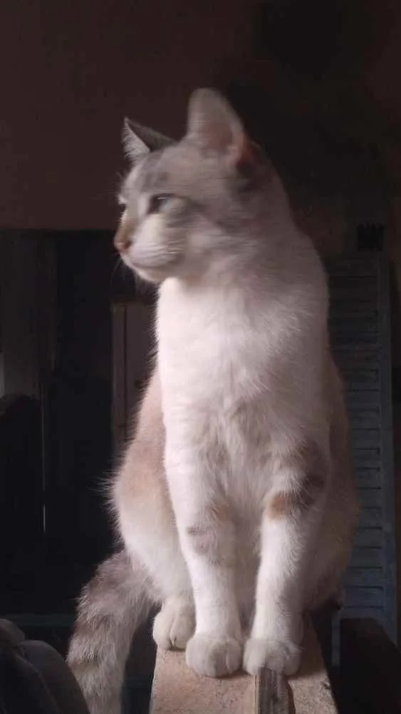 Gato raça SRD idade 2 anos nome Nero