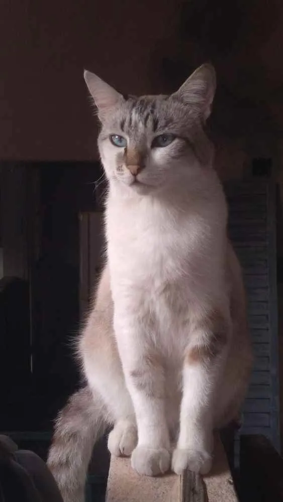Gato raça SRD idade 2 anos nome Nero