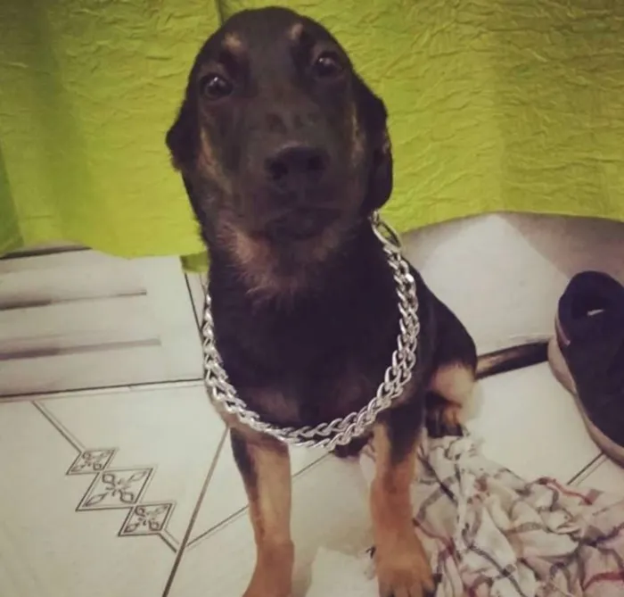 Cachorro raça Não sei muito bem idade 2 a 6 meses nome Farofa