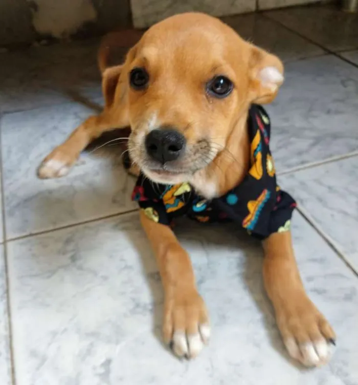 Cachorro raça RSD idade 2 a 6 meses nome JUQUINHA