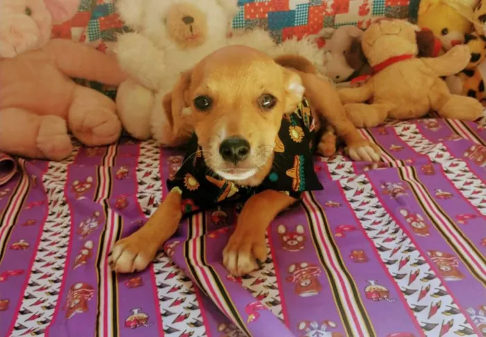 Cachorro raça RSD idade 2 a 6 meses nome JUQUINHA
