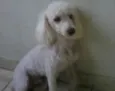 Meg e Branca 