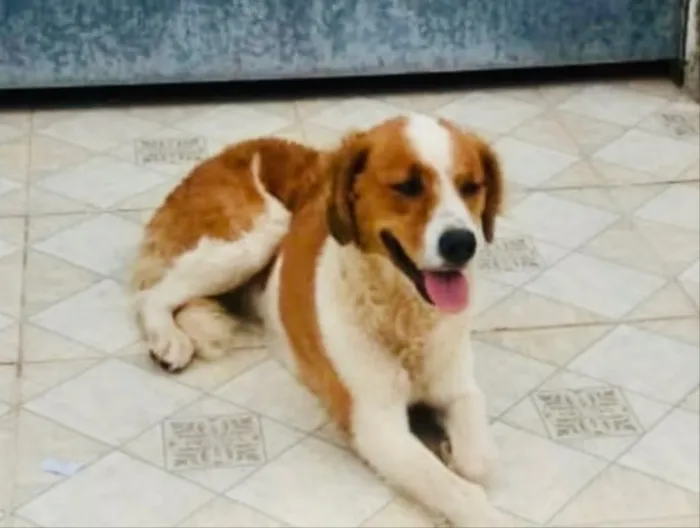 Cachorro ra a SRD idade 1 ano nome Laika 