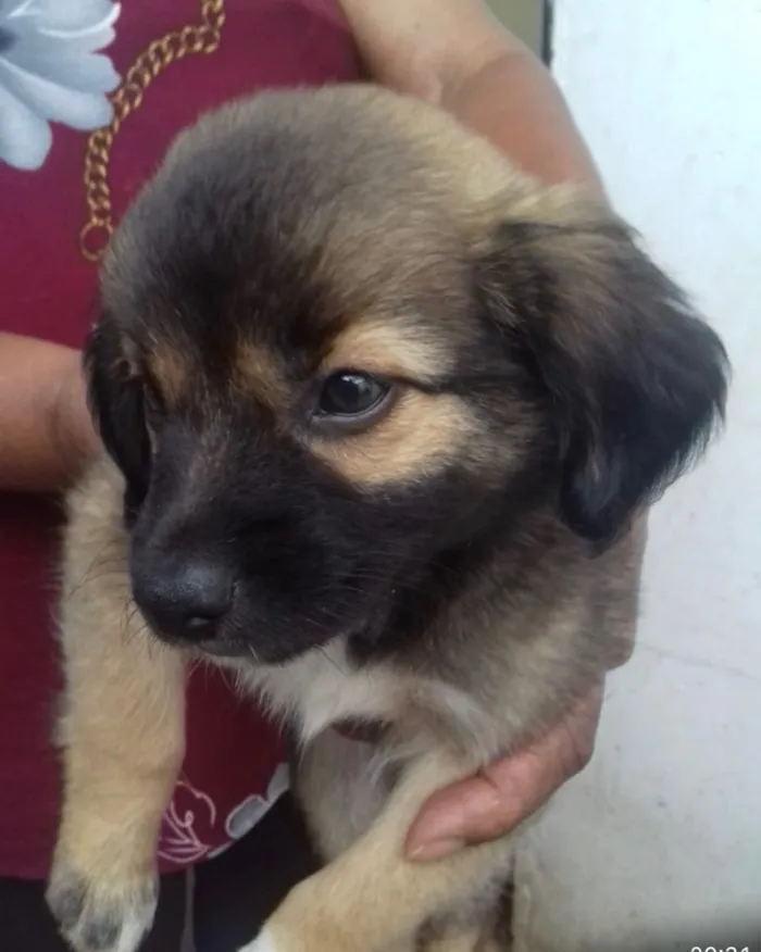 Cachorro ra a SRD idade 2 a 6 meses nome Jade e Juju 