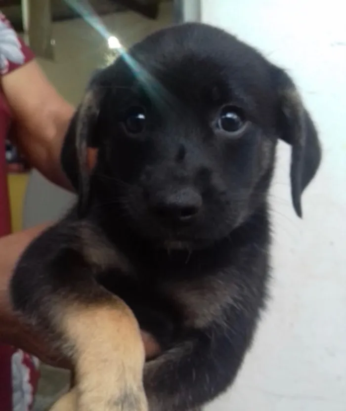 Cachorro ra a SRD idade 2 a 6 meses nome Jade e Juju 