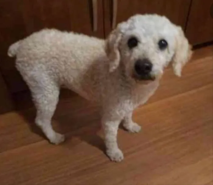 Cachorro ra a Poodle  idade 4 anos nome Meg e Branca 