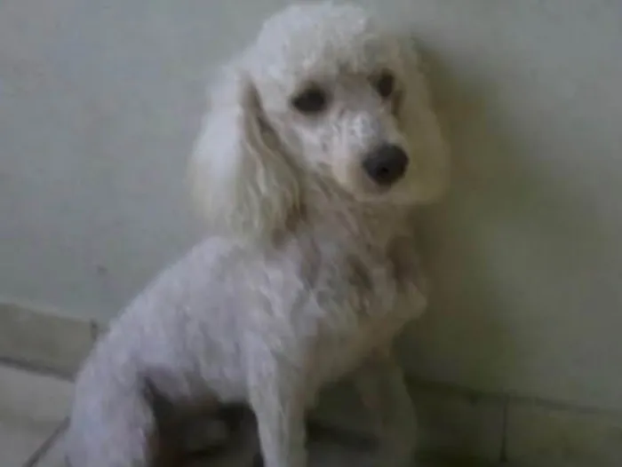 Cachorro ra a Poodle  idade 4 anos nome Meg e Branca 