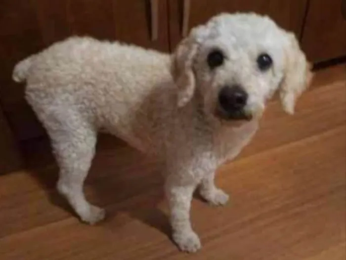 Cachorro ra a Poodle  idade 4 anos nome Meg e Branca 