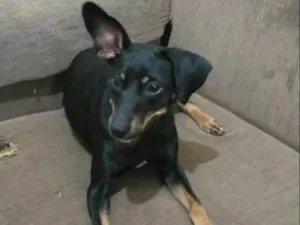 Cachorro raça  idade 2 a 6 meses nome Babi 