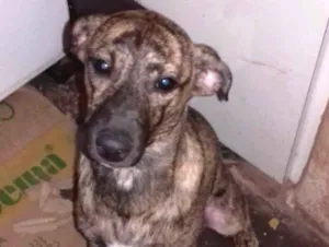 Cachorro raça SRD  idade 2 a 6 meses nome Sabrina e Dhara 