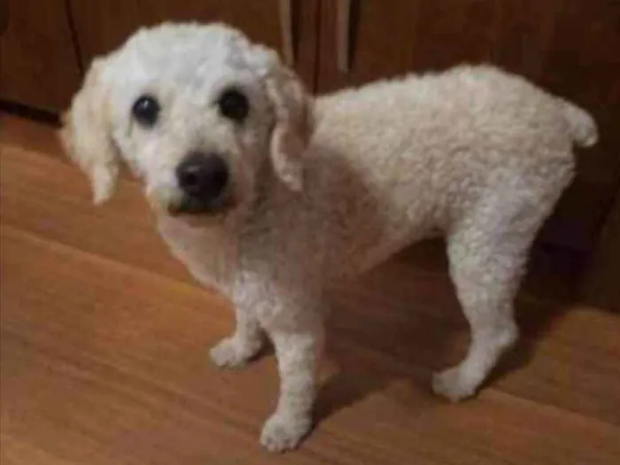 Cachorro ra a Poodle  idade 4 anos nome Meg e Branca 