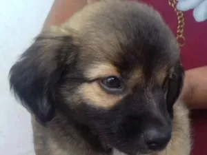 Cachorro raça SRD idade 2 a 6 meses nome Jade e Juju 