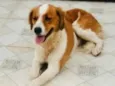 Laika 