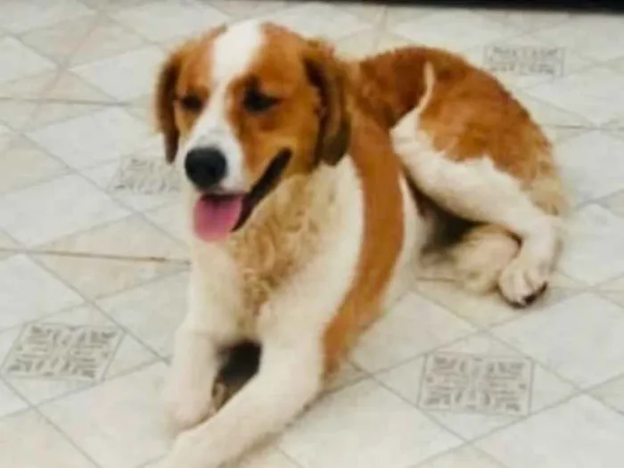 Cachorro ra a SRD idade 1 ano nome Laika 