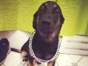 Cachorro raça Não sei muito bem idade 2 a 6 meses nome Farofa