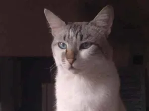 Gato raça SRD idade 2 anos nome Nero
