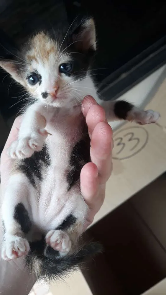 Gato ra a Não sei idade Abaixo de 2 meses nome Filhotes