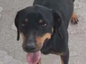 Cachorro raça Srd idade 3 anos nome PM.