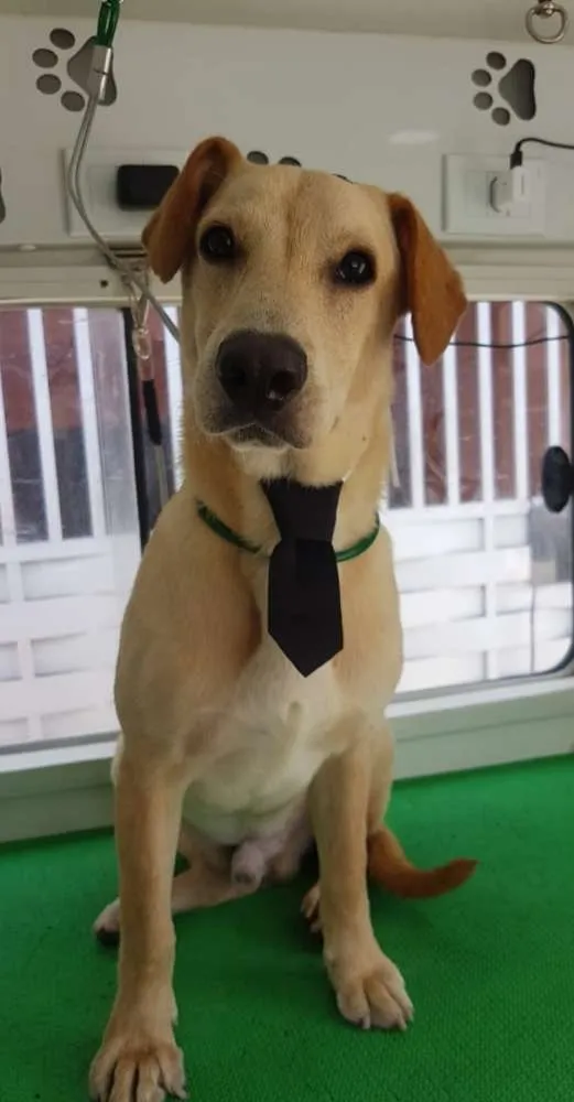 Cachorro ra a Srd idade 7 a 11 meses nome Nescau