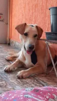 Nescau