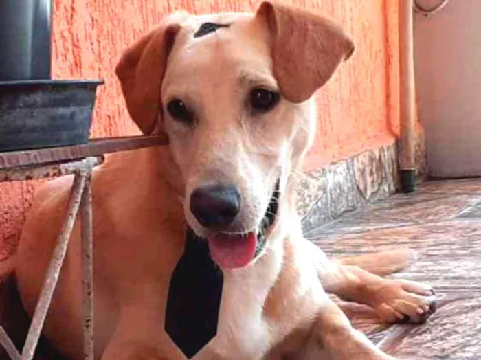 Cachorro ra a Srd idade 7 a 11 meses nome Nescau
