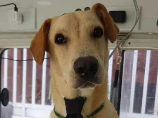 Cachorro ra a Srd idade 7 a 11 meses nome Nescau