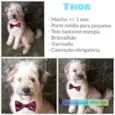 Thor