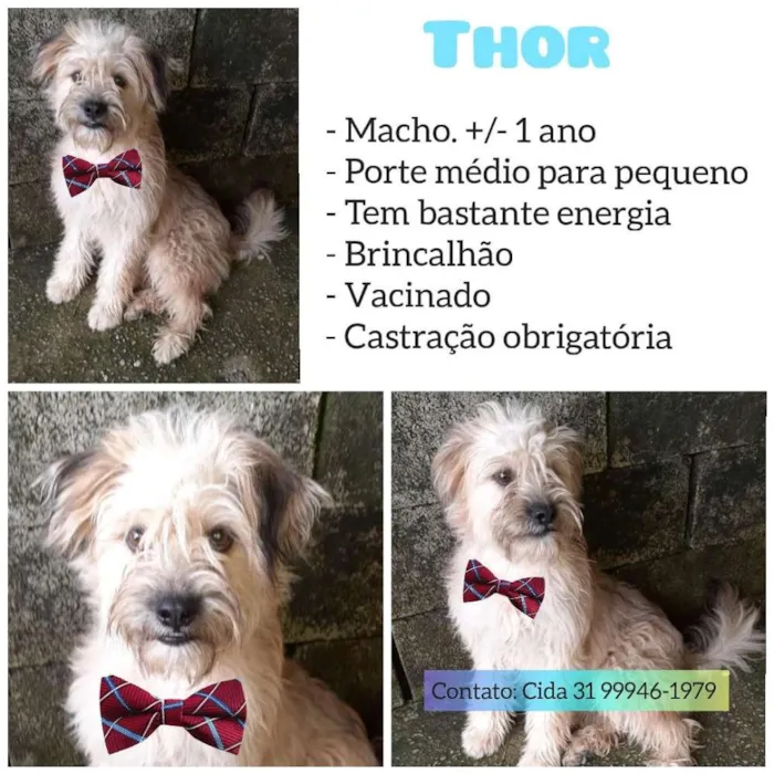 Cachorro raça SRD idade 1 ano nome Thor
