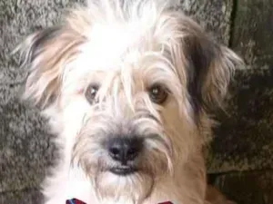 Cachorro raça SRD idade 1 ano nome Thor