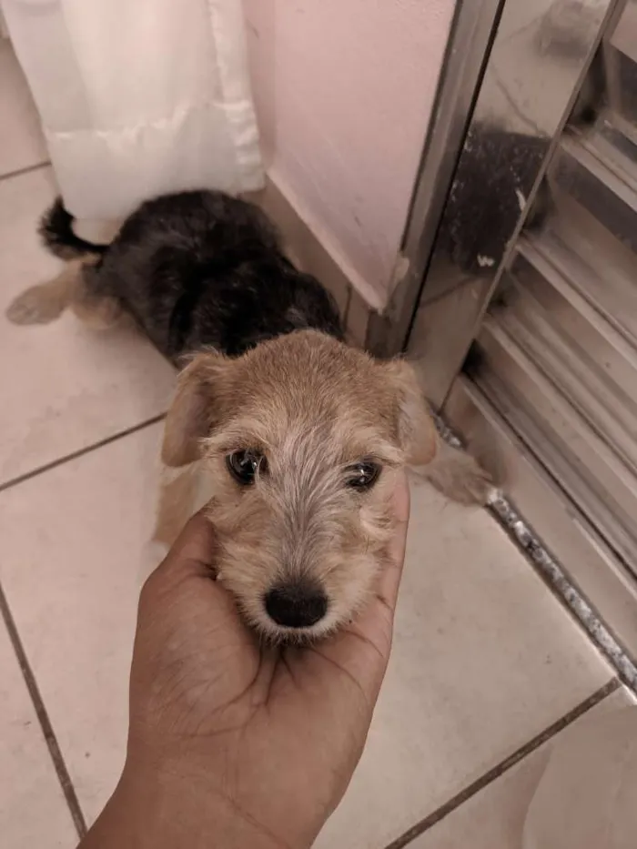 Cachorro ra a Mista  idade 2 a 6 meses nome Linda