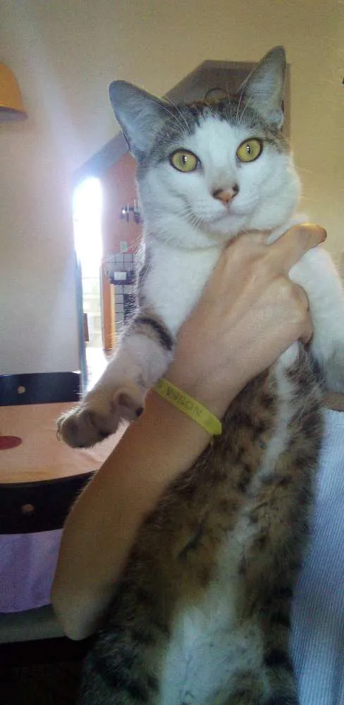 Gato ra a Vira-lata idade 2 anos nome Yashiko