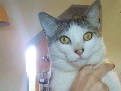 Gato ra a Vira-lata idade 2 anos nome Yashiko