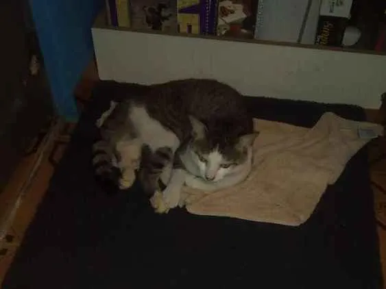 Gato ra a Vira-lata idade 2 anos nome Yashiko