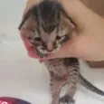 Raja