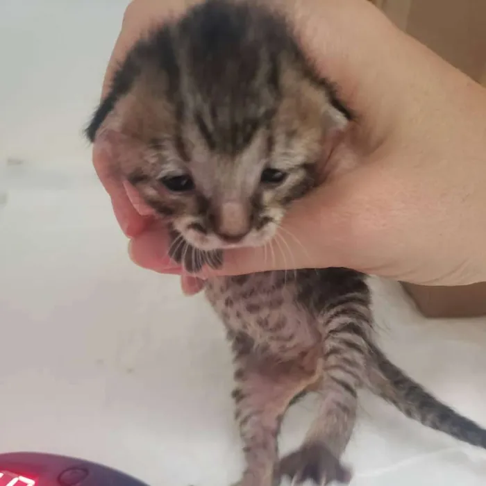 Gato ra a SRD idade Abaixo de 2 meses nome Raja