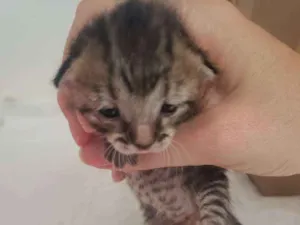 Gato raça SRD idade Abaixo de 2 meses nome Raja