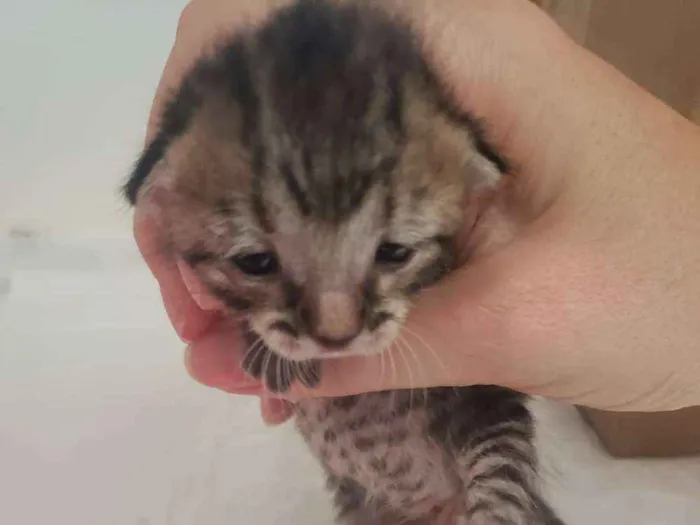 Gato ra a SRD idade Abaixo de 2 meses nome Raja