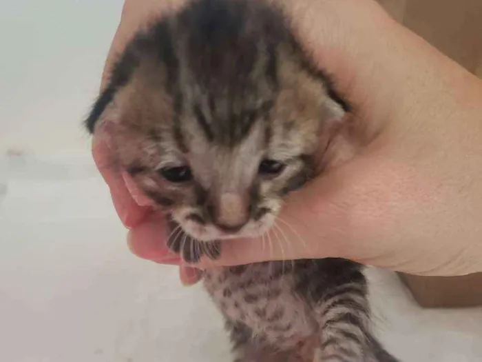 Gato ra a SRD idade Abaixo de 2 meses nome Raja