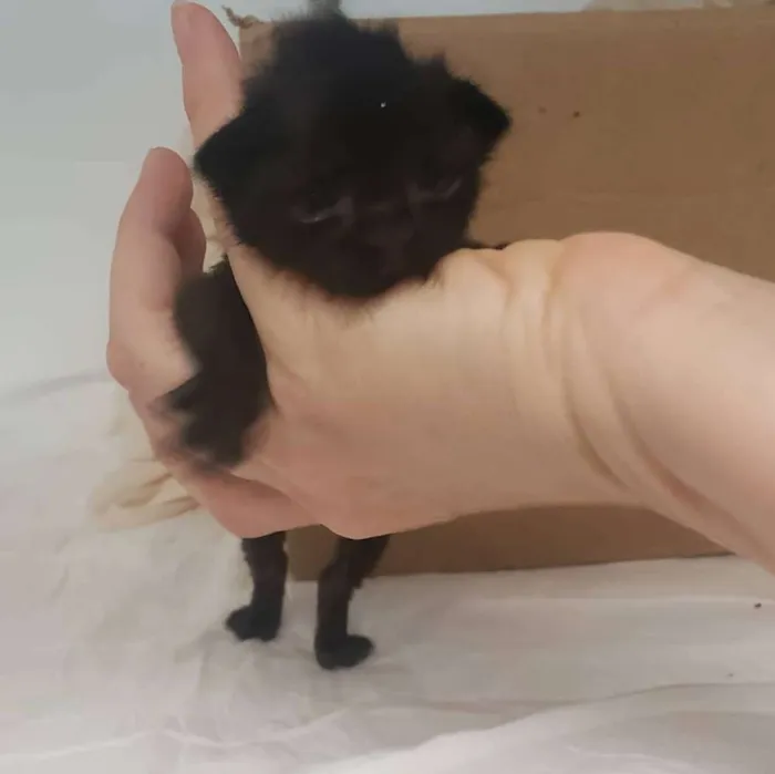 Gato ra a SRD idade Abaixo de 2 meses nome Latrice Royale 