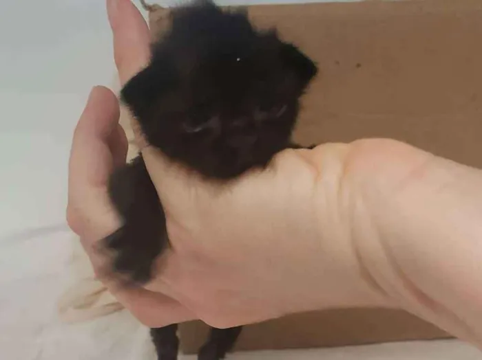 Gato ra a SRD idade Abaixo de 2 meses nome Latrice Royale 